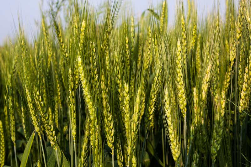 Wheat crop in Bikaner district, Rajasthan, produced with irrigation water from the Indira Gandhi Canal